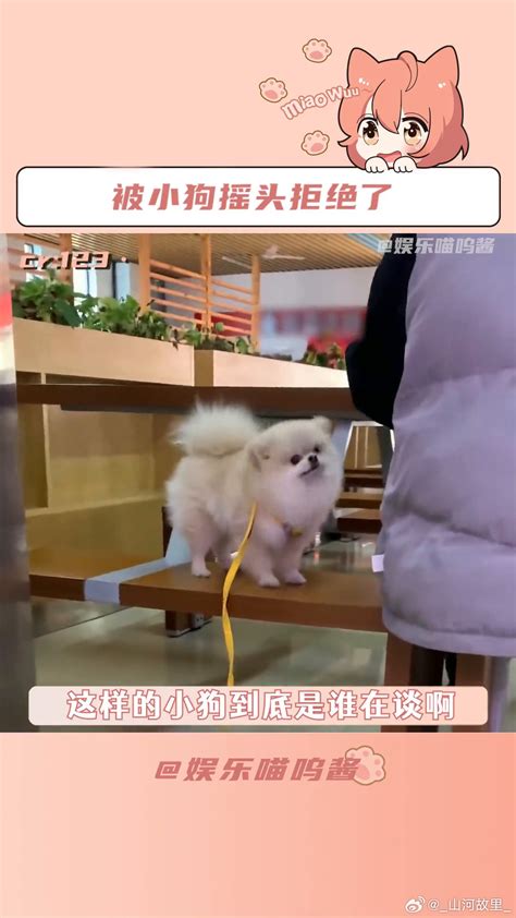 狗狗生小狗